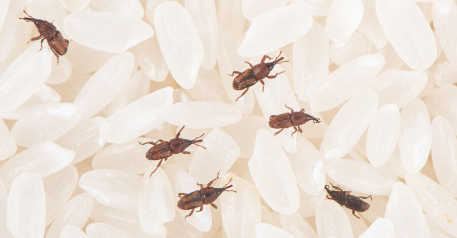 Imagem de carunchos no arroz